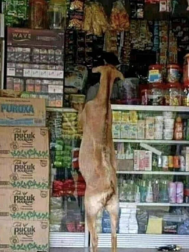 Potret kocak saat hewan datang ke warung ini dan tempat makan ini Bikin Kaget tepuk jidat